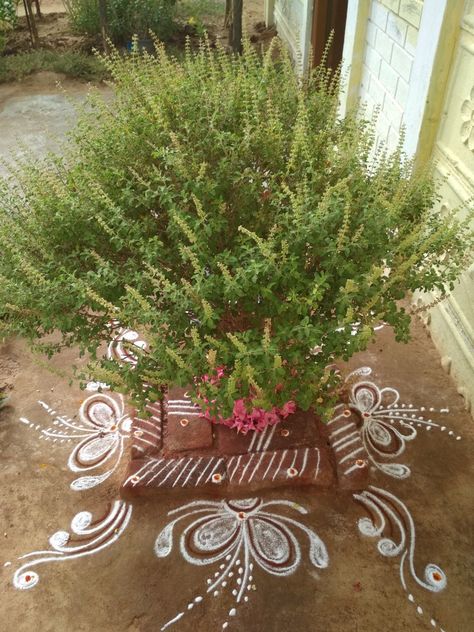 Rangoli  Tulsi Rangoli Near Tulsi Plant, Tulasi Decoration, Tulasi Rangoli, Thulasi Plant Decoration, Tulasi Pooja, Thulasi Plant, Tulsi Pooja, Tulasi Plant, Indian Rangoli Designs