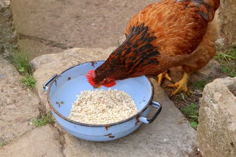 So, Can Chickens Eat Oats and Instant Oatmeal? • New Life On A Homestead Oats For Chickens, Oatmeal For Chickens, Natural Chicken Feed, Snacks For Chickens, Oatmeal Snacks, Breakfast Tables, Oatmeal How To Make, Oats Snacks, Raw Oats