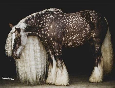 Beautiful chocolate silver dapple Gypsy Vanner horse. Cai Arabi, Dapple Grey Horses, Horse Spirit, Rare Horses, Regnul Animal, Big Horses, Most Beautiful Horses, Grey Horse, Majestic Horse