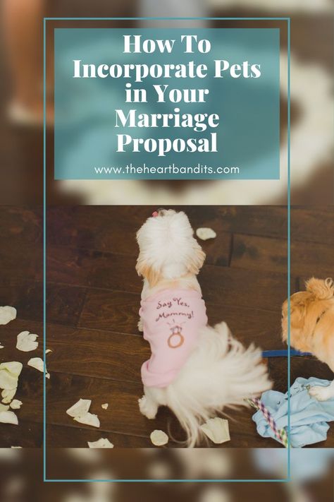 If your partner is a dog lover, then including pups in your marriage proposal is a sure way to win their heart! Many of our clients have used their four-legged friends to create an unforgettable proposal, but it does take some planning. It can be hard to get a pup to sit still and follow directions. As expert marriage proposal planners, we have successfully pulled off many pup proposals and here are our top ideas on How To Incorporate Pets in Your Marriage Proposal. Proposal Ideas Pictures, Dog Proposal Ideas, Proposal Ideas With Dogs, Dog Proposal, Funny Proposal, Cute Proposal Ideas, Creative Proposals, Ways To Propose, Wedding Proposals