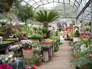 Small Business Ideas | List Of Small Business Ideas: How to Start a Plant Nursery Business Plant Jokes, Teacup Gardens, Home Greenhouse, Greenhouse Plans, Plant Shop, Flower Nursery, Garden Quotes, Garden Nursery, Buy Plants