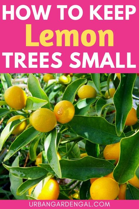 Small lemon tree Container Lemon Tree, How To Prune A Lemon Tree, How To Grow A Lemon Tree In A Pot, How To Grow Lemons From Seeds, Small Lemon Tree, Lemon Growing, Prune Lemon Tree, Growing Lemons, Lemon Tree Potted