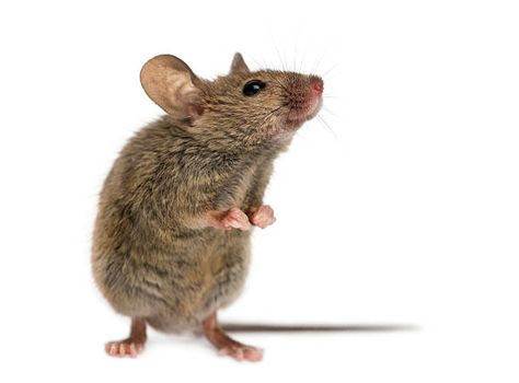 589 Field Mouse Photos and Premium High Res Pictures - Getty Images Mouse Reference Photo, Mouse Standing Up, Mouse Looking Up, Mouse Anatomy, Mouse Reference, Mouse Standing, Mouse Eating, Mouse Drawings, Mouse Images