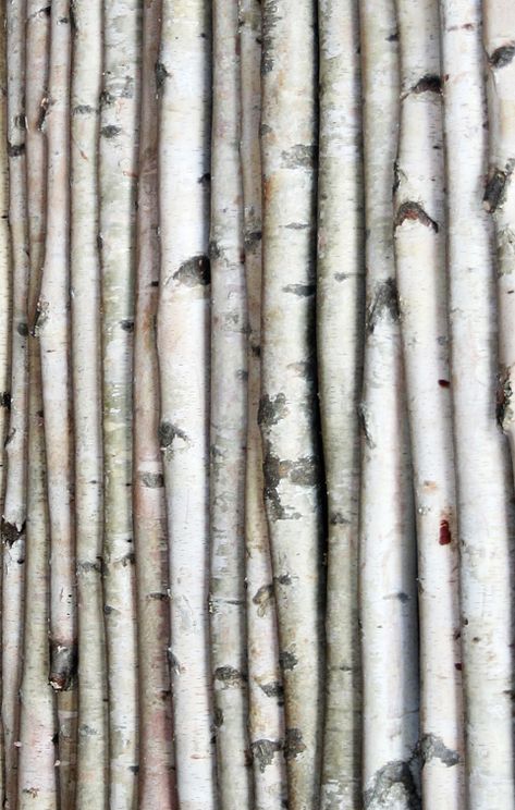 White Birch Logs Decor, Wall Dividers, January Decor, Birch Wall, Arched Cabin, Window Decorating, Twig Crafts, Wedding Arbors, Tuck Everlasting