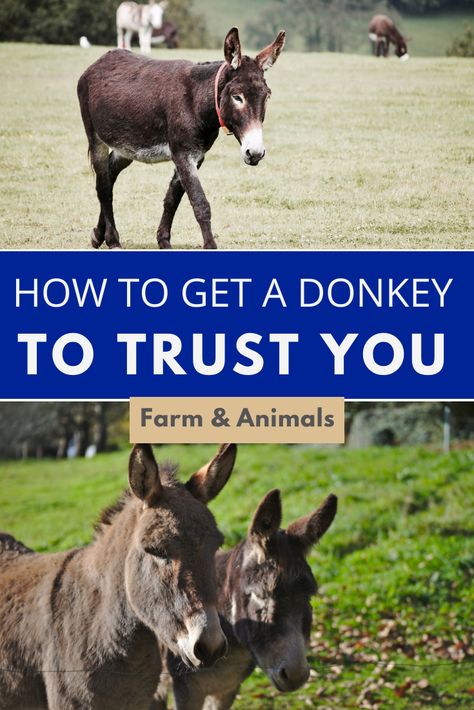 Caring For Donkeys, How To Care For Donkeys, Donkey Enclosure Ideas, Toys For Donkeys, Donkey Stall Ideas, Miniature Donkey Care, Donkey Care Tips, Donkey Shelter Ideas, Donkey Stable Ideas