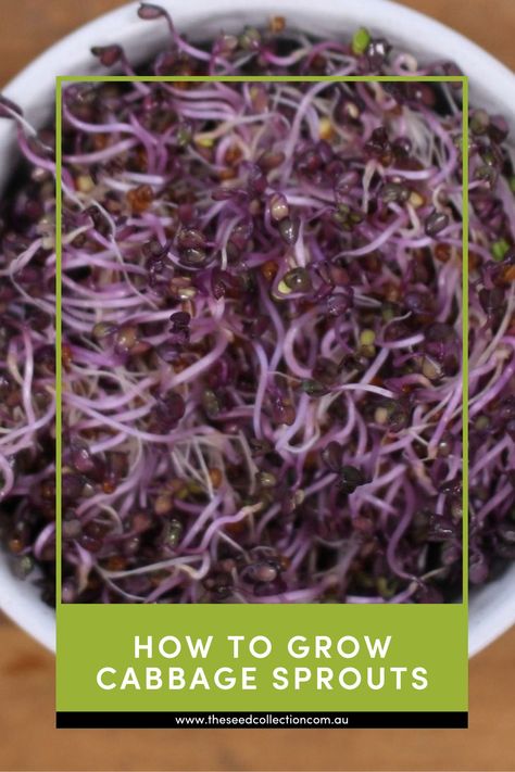 A simple step by step guide on how to grow Cabbage Sprouts Sprouting Seeds, Sprout Recipes, Red Cabbage, Sprouts, Seeds