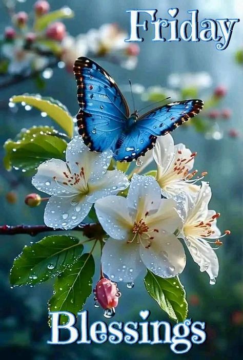 Beautiful Butterfly - Friday Blessings Pictures, Photos, and Images for Facebook, Tumblr, Pinterest, and Twitter Friday Morning Images, Happy Friday Pictures, Friday Pictures, Friday Images, Good Morning Friday, Friday Blessings, Happy Friday Quotes, Blessed Friday, Good Morning God Quotes