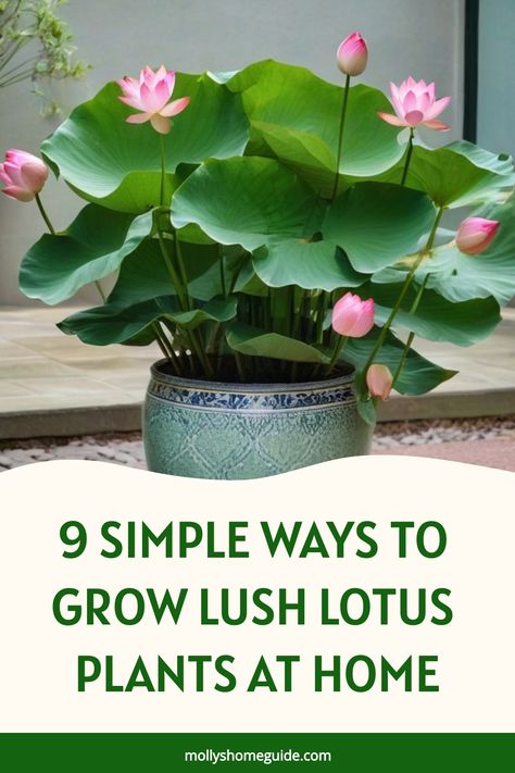 Discover the beauty of growing lotus plants at home with these simple steps. From selecting the right container to managing water levels, learn how to nurture your lotus plant for optimal growth. Explore our guide on how to care for lotus plants and create a serene oasis in your living space. Bring a touch of tranquility into your home by cultivating these stunning aquatic beauties successfully. Follow our expert tips on growing lotus plants indoors and elevate your gardening skills. Growing Lotus From Seed, Growing Lotus Indoors, How To Grow Lotus Seeds, Indoor Lotus Plant, How To Grow Lotus Plant At Home, Lotus Plant At Home, Best Plants To Grow In Water, Lotus Indoor, Lotus Flower Growing