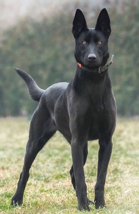 Large Black Dog, Berger Malinois, Belgian Malinois Puppies, Malinois Puppies, Belgian Malinois Dog, Photo Animaliere, Malinois Dog, Belgian Shepherd, Pretty Dogs