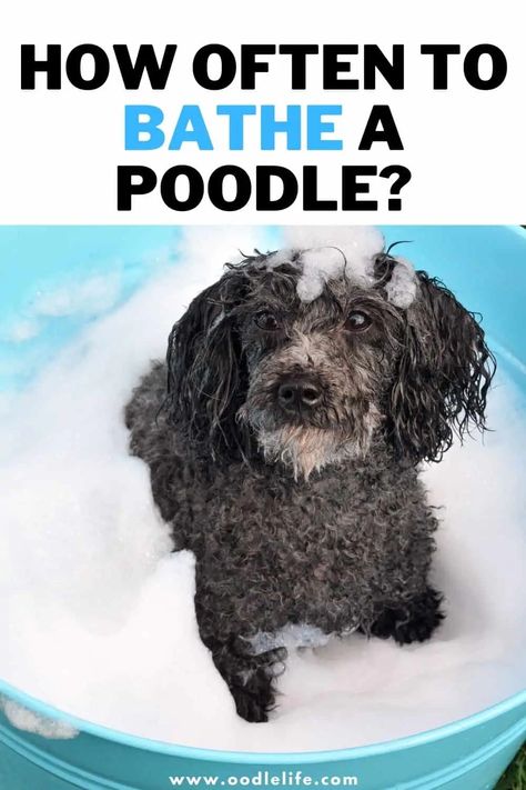 How To Tell What Coat Your Cavapoo Will Have Poodle Training Tips, Toy Poodle Puppy Cut, Miniature Poodle Haircuts, Poodle Puppy Cut, Standard Poodle Grooming, Toy Poodle Haircut, Poodle Training, Poodle Haircut Styles, Mini Poodle Puppy