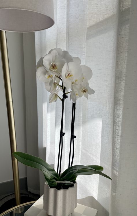 Apartment decor, apartment inspo, home decor, orchid, white orchid, plants, greenery, flowers, linen curtains, gold brass lamp, fluted pot, checkered box. Orchid In Bedroom, Orchid Room Decor, Orchid Decor Living Room, Orchid Aesthetic, Flower Room Decor, Greenery Flowers, Orchid White, Orchid Plants, Big Girl Rooms