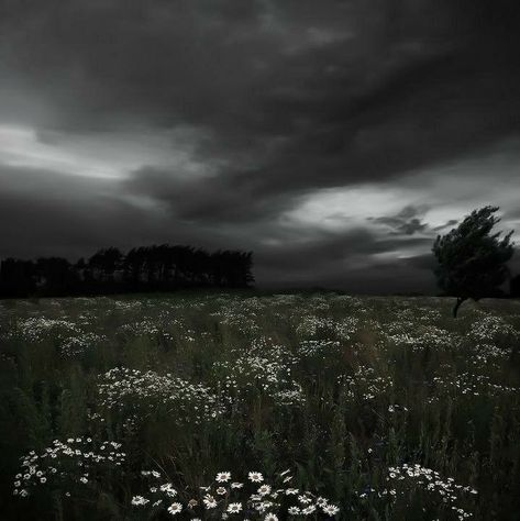 Dark Naturalism, Dark Forest Aesthetic, Rainy Day Aesthetic, Dark Landscape, Dark Green Aesthetic, Foggy Forest, Dark Nature Aesthetic, Pretty Landscapes, Dark Sky