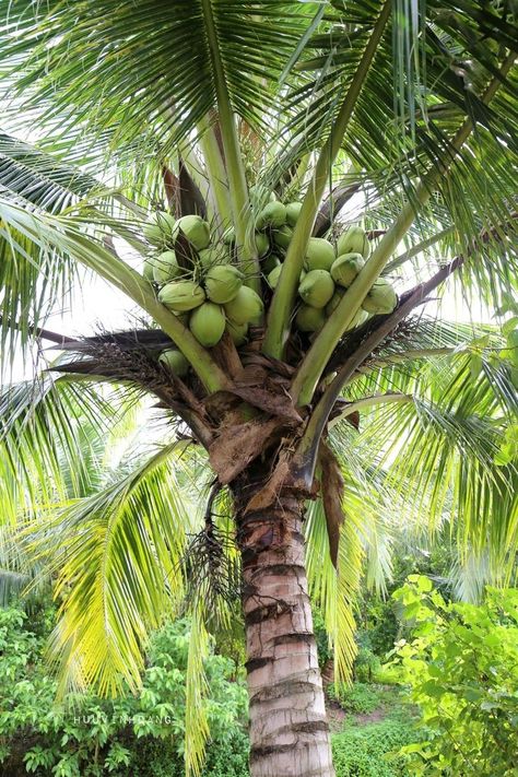 Coconut Tree Photography, Coconut Images, Fruits And Vegetables Pictures, Aesthetic Coconut, Island Aesthetic, Vegetable Pictures, Jungle Life, Painting Trees, Rock Flowers