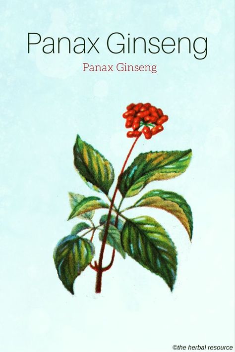 Panax Ginseng Herb Uses, Ginseng Benefits, Medical Plants, Medical Herbs, Panax Ginseng, Herbal Plants, Red Ginseng, Herbal Tinctures, Herbal Apothecary