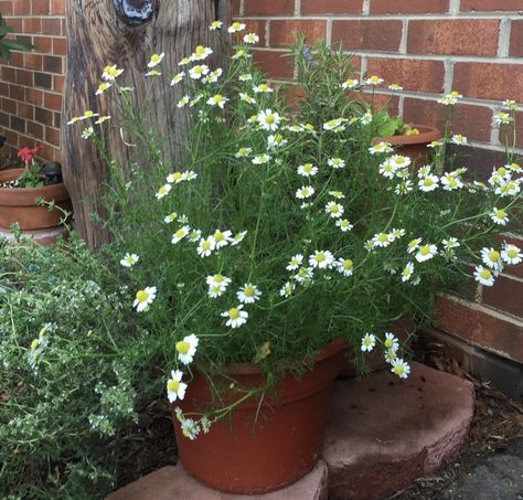 Chamomile Plant In Pot, Potted Chamomile, Growing Camomile, Camomile Plant, Montana Garden, Growing Chamomile, Chamomile Growing, Gemüseanbau In Kübeln, Chamomile Plant