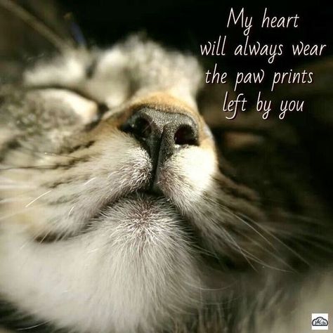 Losing A Cat Quote, I Miss My Cat, Cat Poems, Cat Love Quotes, Cat Loss, I Love Cats, Pet Remembrance, Cat Memorial, Cat Quotes