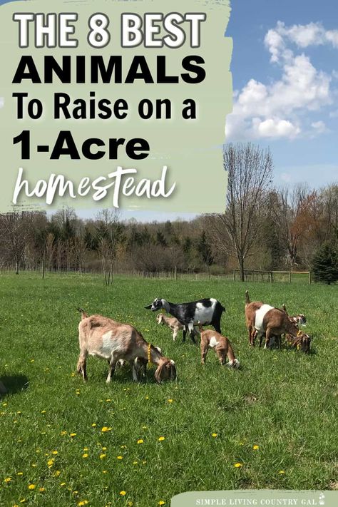 Looking to start your own homestead on just 1 acre of land? This list of our top 8 animals that are perfect for your small-space farm. This guide lists out the best animals for 1 acre homesteads, how much room they need to thrive, where to locate their housing and the benefits to consider before deciding to add them to your homestead. From chickens and goats to rabbits and bees, we've got you covered 2acre Farm Layout, Small Animal Farm Layout, Farm Animals For Homestead, 5 Acre Layout, Homestead Animal Layout, 2acre Homestead, How Many Acres For Homestead, How To Start A Hobby Farm, Small Homestead Animals