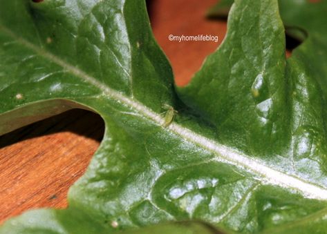 Aphids - plant lice - My Homelife Blogs tips on getting rid of Aphids. Plant Lice, Get Rid Of Aphids, Lice Removal, What To Use, Valerian, Like Crazy, Living Life, Growing Vegetables, Container Plants