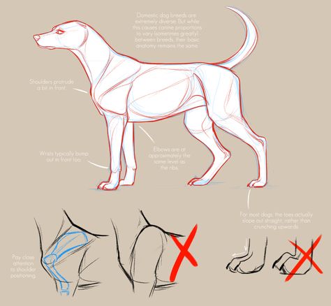 Dog Anatomy Reference Drawing, How To Draw Dog Anatomy, Drawing Dog Reference, How To Draw Canines, Animal Anatomy Study, Drawing Dogs Tutorial, Dog Drawing Anatomy, Animal Anatomy Reference, Dog Pose Reference Drawing