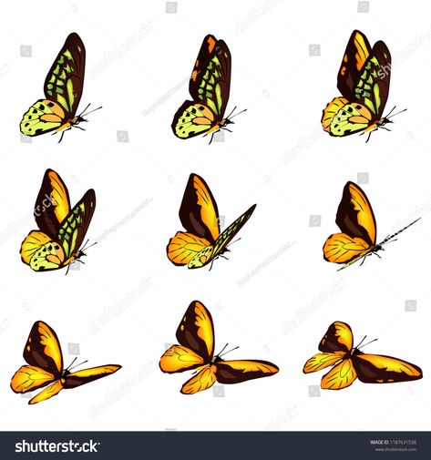 Flying Reference, Animation Frame By Frame, Butterfly Animation, Butterfly Flying, Vector Animation, Frame By Frame, Dog Animation, Butterflies Flying, Butterfly Frame