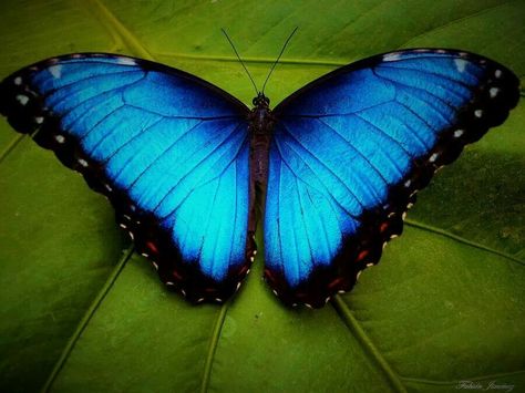 Beautiful butterfly Blue Morpho, Blue Butterfly, Butterflies, I Hope, Green, Blue