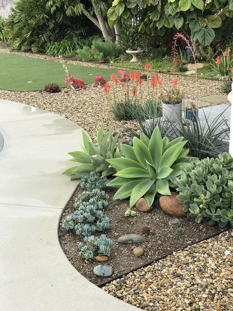 Foxtail Agave, Succulent Garden Outdoor, Succulent Garden Landscape, Agave Attenuata, Succulent Landscape Design, Spring Planter, Spanish Garden, Garden Patio Decor, Drought Tolerant Landscape