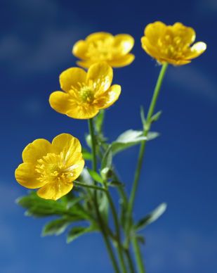 buttercup, buttercup flower, buttercup flowers Wildflower Wedding Bouquet, Buttercup Flower, Wild Flower Meadow, Pendant Tutorial, Abstract Floral Art, Wildflower Garden, Airbrush Art, Earring Tutorial, Love Flowers