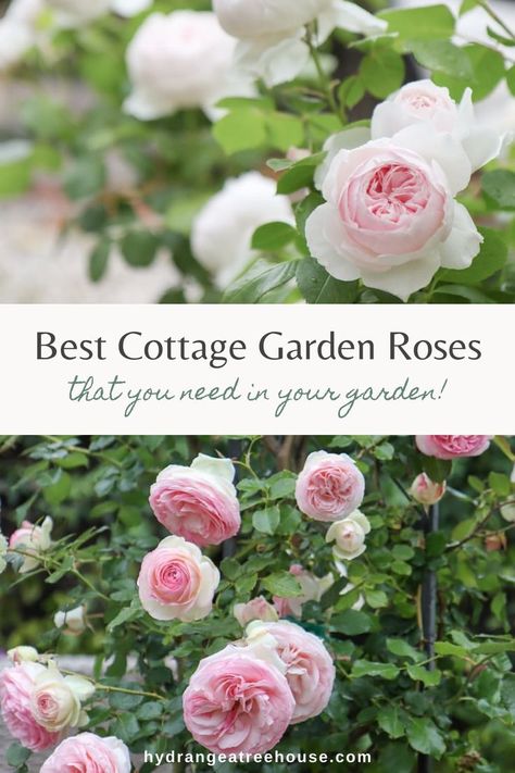 English Flower Garden Cottage Style, Cottage Style Planters, Rose And Hydrangea Garden, Cottage Style Garden, Cottage Garden Roses, Gardening Wallpaper, Dreamy Backyard, Tools Tattoo, Backyard Goals