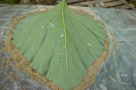 How to make cement leaves | Fox Den Rd Cement Leaves How To Make, Cement Leaf Casting How To Make, Leaf Molds How To Make, Concrete Leaves How To Make, Leaf Casting Diy Concrete Leaves, Cement Rhubarb Leaves How To Make, Leaf Imprint Concrete, Cement Leaf Casting, Leaf Casting