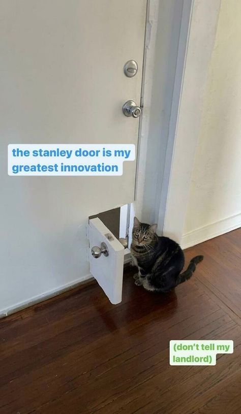 This Guy Built A Mini-Door Complete With Doorknob Into The Front Door At The Place He’s Renting, For His Cat Stanley Diy Interior Cat Door, Diy Fails, Pet Door, Memes Of The Day, Cat Door, Funny Animal Memes, Cat Diy, Funny Animal, Animal Memes