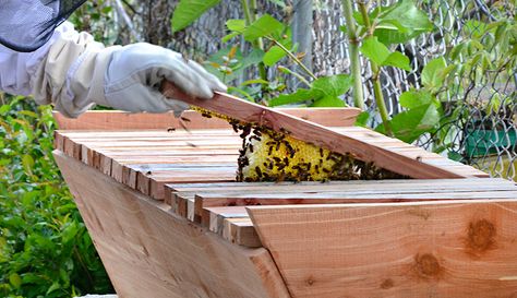 This ancient beekeeping style is seeing a resurgence among modern beekeepers. Ancient Beekeeping, Top Bar Bee Hive, Top Bar Hive, Bee Hive Plans, Backyard Bee, Beekeeping For Beginners, Raising Bees, Bar Image, Backyard Beekeeping