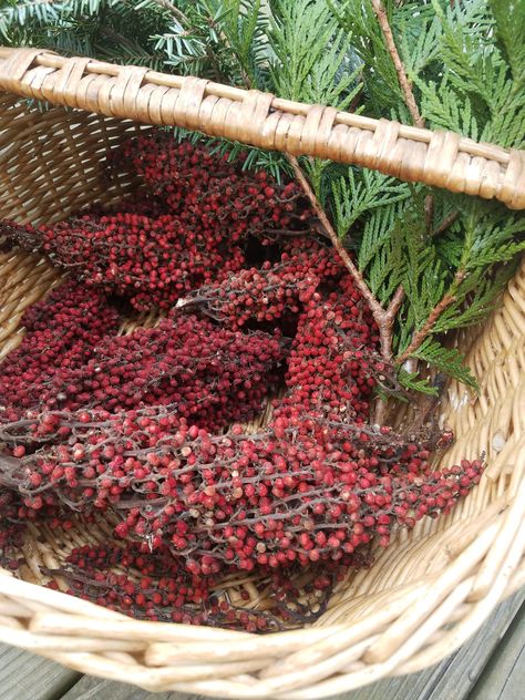 Staghorn Sumac Recipes, Spice Apothecary, Smooth Sumac, Sumac Plant, Herb Collection, Sumac Recipes, Rhus Typhina, Staghorn Sumac, Witches Apothecary