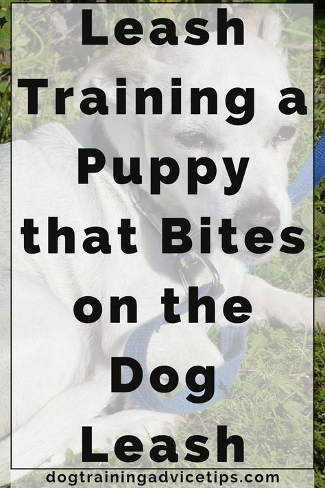 Stop Puppy Biting, Leash Training Puppy, Dog Biting Training, Training A Puppy, Dog Training Barking, Puppy Leash, Dog Obedience Training, Dog Leash Training, Puppy Biting