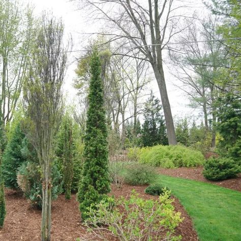 Sting Arborvitae, Meadow Nursery, Bigleaf Hydrangea, Thuja Occidentalis, Panicle Hydrangea, Interesting Architecture, Love Plants, Spring Meadow, Exclamation Point