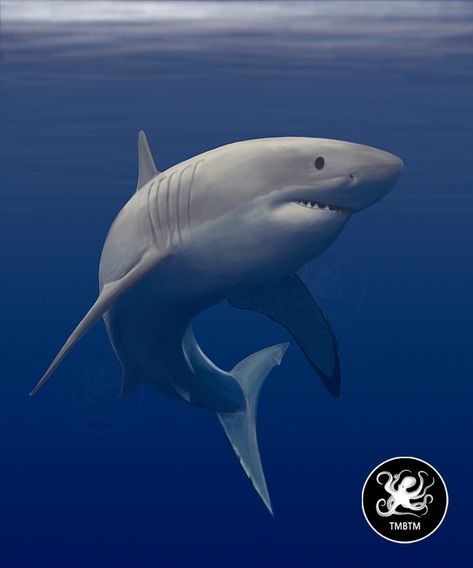 Shark Great White, Sharks Reference, Great Shark White, Shark Digital Art, Great White Shark Illustration, Shark Reference Photo, Shark Reference, Great White Shark Art, Great White Shark Photography