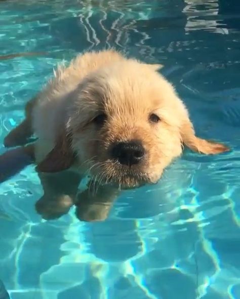 The cutest puppy ever trying to swim!  Hope this video brighten up your day  . . Video by: @goldenuniversecanil, take a look at their gallery ✨ Cutest Puppy Ever, Golden Retriever Mix, 골든 리트리버, In The Pool, Golden Retrievers, Cute Creatures, A Puppy, 귀여운 동물, Cute Funny Animals