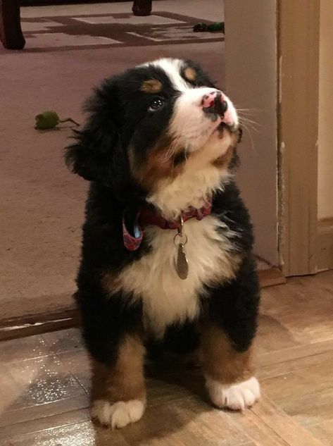 Berner Sennen Puppy, Burnese Mountain Dog, Burmese Mountain Dogs, Ras Anjing, Bernese Mountain Dog Puppy, Drømme Liv, Psy I Szczenięta, Pretty Animals, Mountain Dog