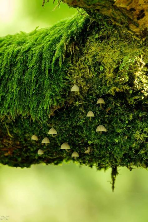 Moss Cloak, Mushrooms On Trees, Moss Creature, Moss Dragon, Moss And Mushrooms, Moss Tree, Nature Witch, Lichen Moss, Slime Mould