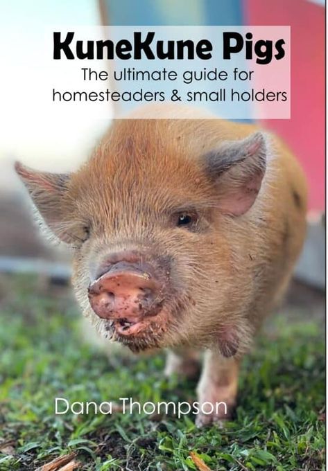 The 5 Best Farm Animals for Beginners to Raise Raising Cows, Juliana Pigs, Kunekune Pigs, Lifestyle Block, Kune Kune Pigs, Raising Pigs, Laying Chickens, Pig Breeds, Pig Feed