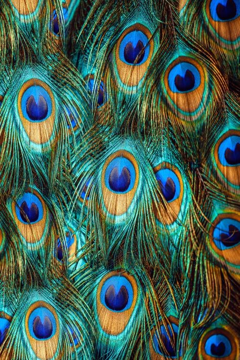 Colorful peacock feathers Male Peacock, Peacock Feather Art, Feather Background, Peacock Images, Peacock Photos, Colorful Peacock, Feather Texture, Peacock Painting, Purple Feather