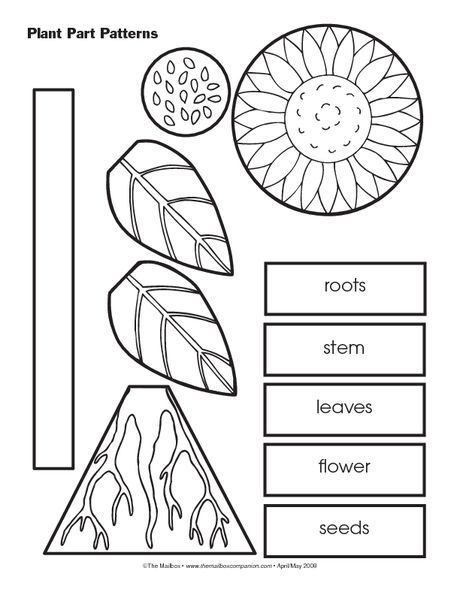 Teaching Plants, Plants Kindergarten, Plant Lessons, Plants Worksheets, Kindergarten Assessment, Plant Parts, Plants Unit, Plant Activities, 1st Grade Science