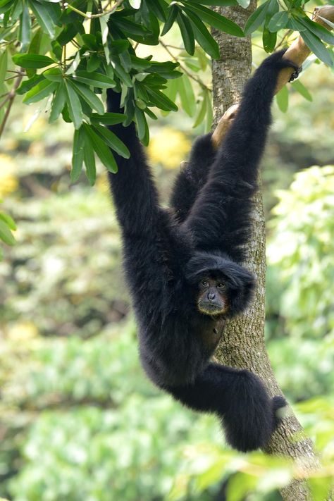 Siamang Gibbon (Symphalangus syndactylus) / Gibbon siamang Siamang Gibbon, Tropical Animals, Favorite Animal, Small Photos, Primates, Great Photos, Realism, Animals, Quick Saves