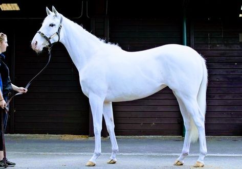 White Thoroughbred, Royalty Dr, Horse Family, Western Horses, Horse Art Drawing, Gorgeous Horses, Quarter Horses, Barrel Horse, Race Horses