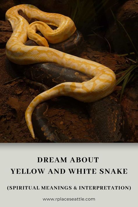 Yellow Snake Tattoo, Snake Meaning, Snake Shedding, Yellow Snake, Boa Constrictor, Small Snakes, Color Symbolism, Python Snake, Dream Meanings