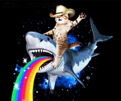 Space Animals, Seni Vintage, Nyan Cat, Image Swag, Silly Cats Pictures, Rose Images, Silly Images, Silly Animals, Silly Pictures