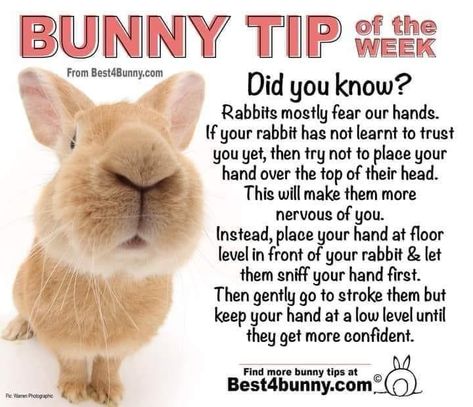 Indoor Bunny House, Bunny Care Tips, Rabbit Stuff, Pet Rabbit Care, Rabbit Habitat, Giant Rabbit, Meat Rabbits, Bunny Room, Raising Rabbits