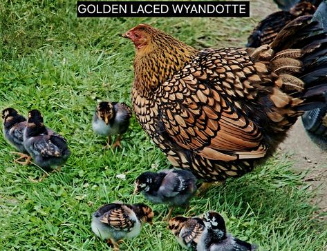 Golden Laced Wyandotte Chicken Breed Type Category Laced Wyandotte, Wyandotte Chicken, Chicken Bird, Coop Design, Beautiful Chickens, Golden Lace, Game Birds, Chicken Breeds, Coop