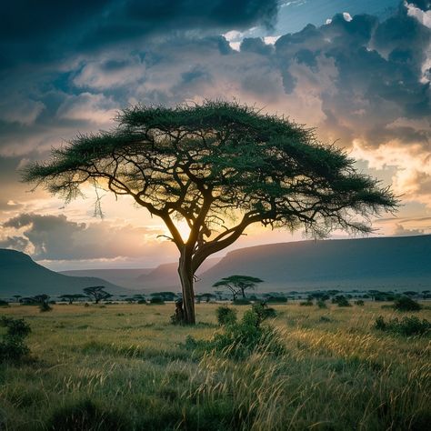 Tanzania's Landscapes: A Symphony of Nature Tanzania's landscapes are a breathtaking canvas painted with the vibrant hues of the wild. Among these natural masterpieces, the iconic acacia trees stand tall, their silhouettes etching the skyline of the savannah. These trees are not just a symbol of the Tanzanian wilderness but also a vital part of the ecosystem, providing shade and sustenance to a myriad of wildlife. From the rolling plains of the Serengeti to the majestic backdrop of Kilimanja... Savannah Tree, Savannah Landscape, Giraffe Facts, Wild Savannah, Big Trees, Acacia Tree, Inspiration Painting, Safari Adventure, Scenery Nature