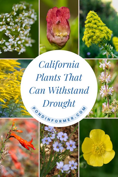 Stay true to the California species and opt for native plants that can withstand drought with this Pond Informer list!  #pondinformer #california #native #plants #drought #resistant Southern California Native Garden, California Garden Ideas, Drought Tolerant Plants California, California Native Landscape, Native Plant Landscape, Drought Tolerant Trees, Drought Tolerant Shrubs, California Native Garden, California Drought