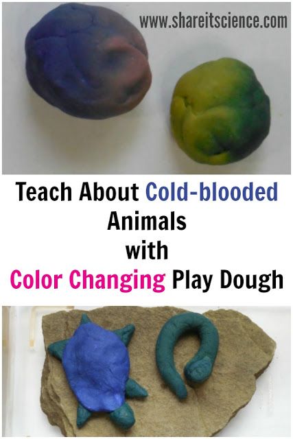 #Teach about cold-blooded animals with temperature sensitive color changing #playdough. Great for a #science lesson at school or #kidsactivity at home. #STEAM #STEM #scienceexperiment #education Reptile Science Activities, Reptile Science Activities For Preschool, Rainforest Science Experiments For Kids, Animal Steam Activities, Zoo Science Activities Preschool, Animal Stem Activities, Animal Science Experiments, Animal Science Activities, Vet Science